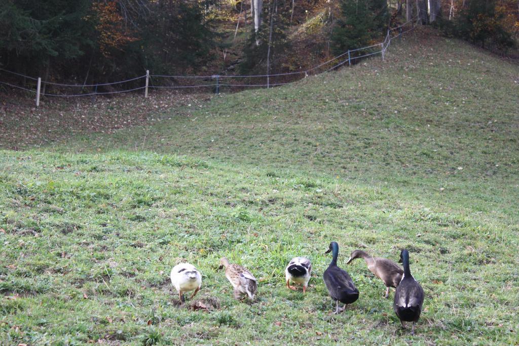 Alpenferienwohnungen Wiesenlehen Appartement *