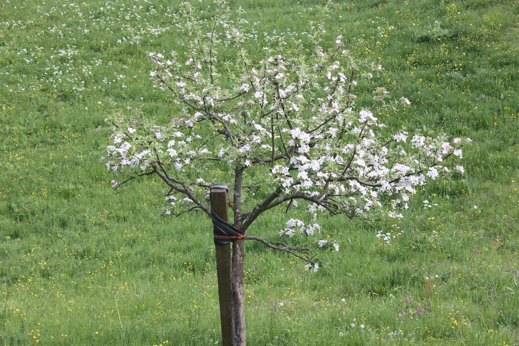 Alpenferienwohnungen Wiesenlehen